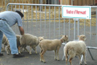 tri des moutons d'Ouessant